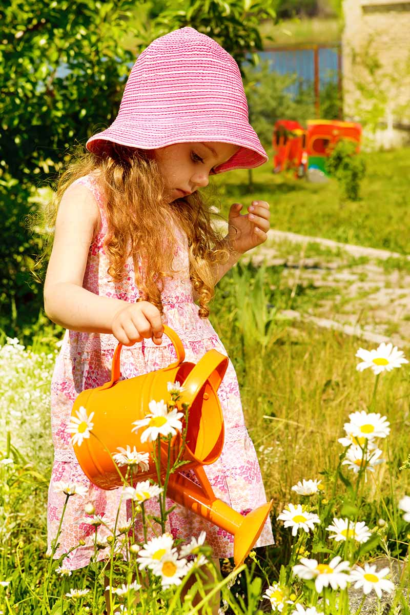 A close up vertical image of a young girl with an orange watering can irrigating daisy flowers in the summer garden.