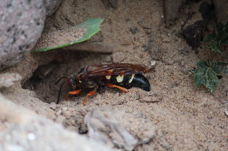 A close up horizontal image of a cicada killer wasp at the entrance to its burrow.
