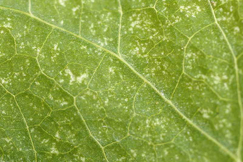A close up horizontal image of a leaf showing damage caused by spider mites.