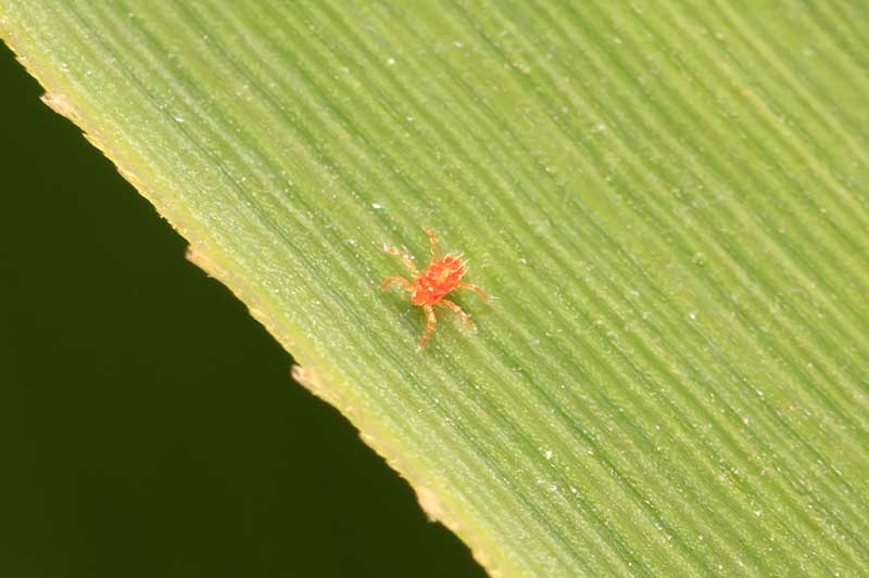 A close up horizontal image of a spider mite on a leaf.