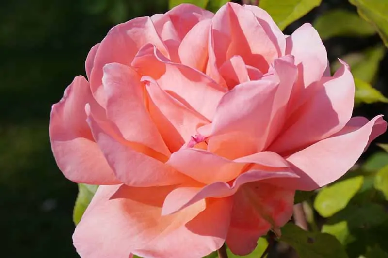 A close up horizontal image of a pink flower pictured in bright sunshine on a soft focus background.