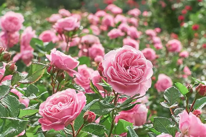 A close up horizontal image of pink roses growing in the garden with abundant blossoms.