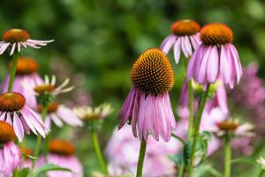 A close up horizontal image of spent purple coneflowers growing in the garden pictured on a soft focus background.