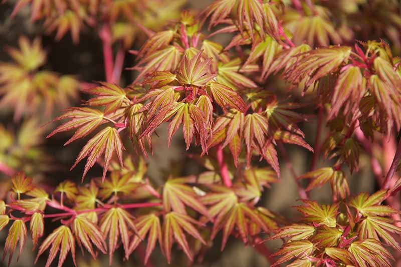 A close up horizontal image of Acer palmatum 'Coral Bark' pictured in light sunshine.