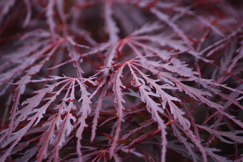 A close up horizontal image of the foliage of Acer 'Crimson Queen' pictured on a dark background.