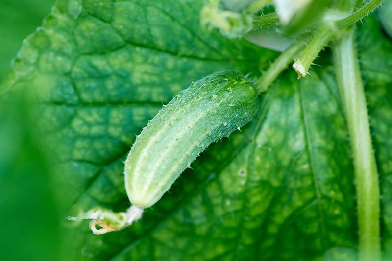 A close up horizontal image of a small pickling cucumber growing in the garden pictured on a soft focus background.