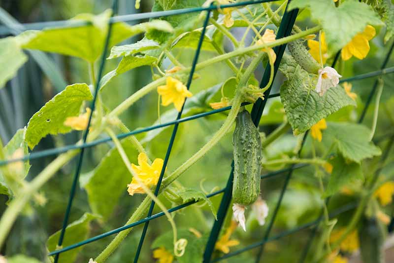 A close up horizontal image of a cucumber plant growing on a metal trellis.