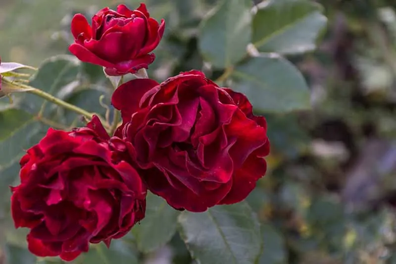 A close up horizontal image of deep red 'Dr. Huey' flowers growing in the garden pictured on a soft focus background.