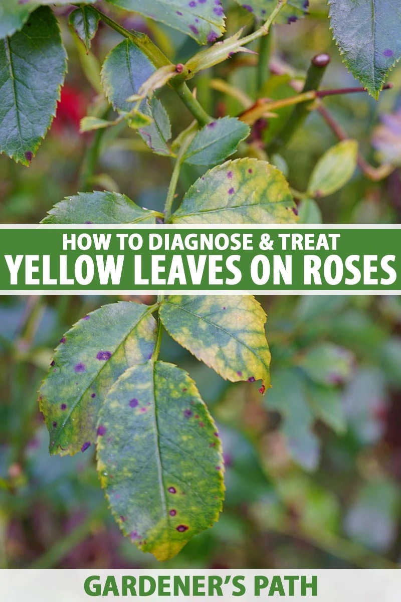 A close up vertical image of a rose shrub with yellow foliage and spots indicating the presence of a fungal disease. To the center and bottom of the frame is green and white printed text.