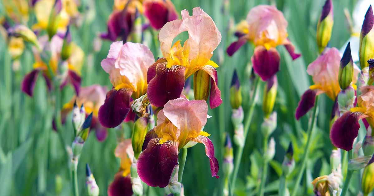 În cantitate Gândi Cea mai mare iris plant lower classifications ...
