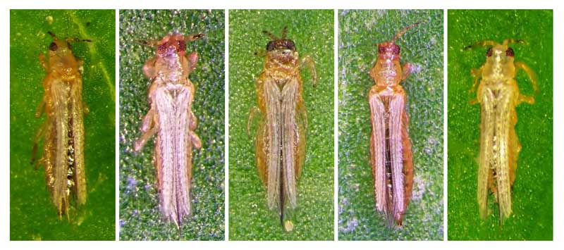 A close up horizontal collage of five images showing the different types of thrips.