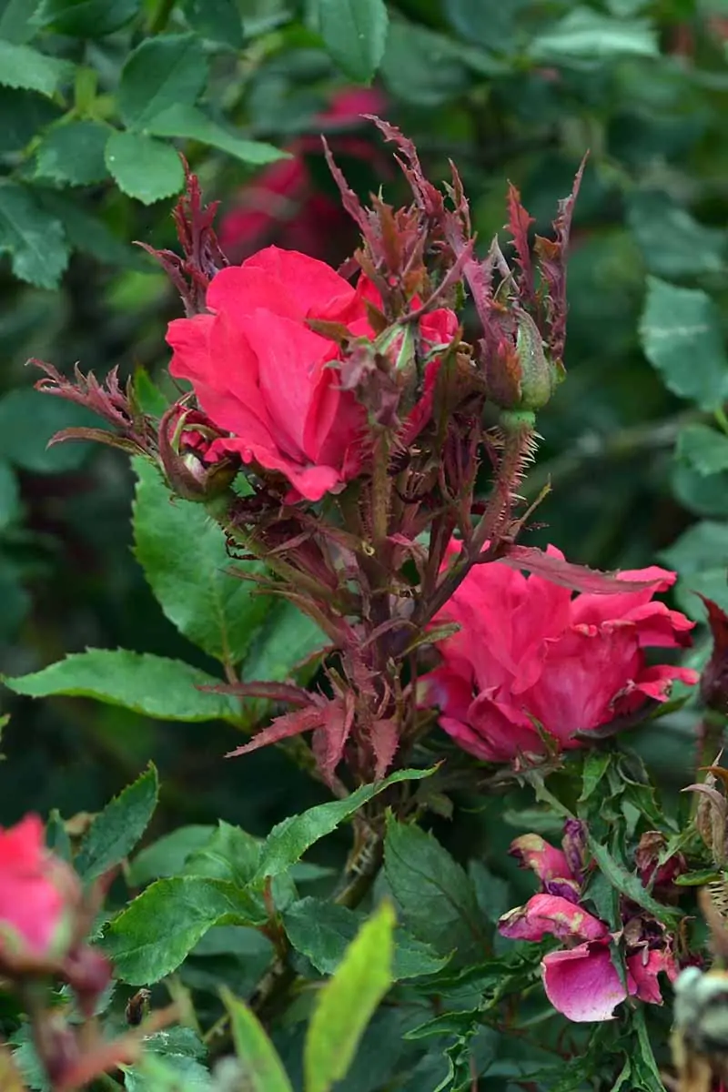 A close up vertical image of a rose shrub with red flowers and weird growth caused by rosette disease pictured on a soft focus background.