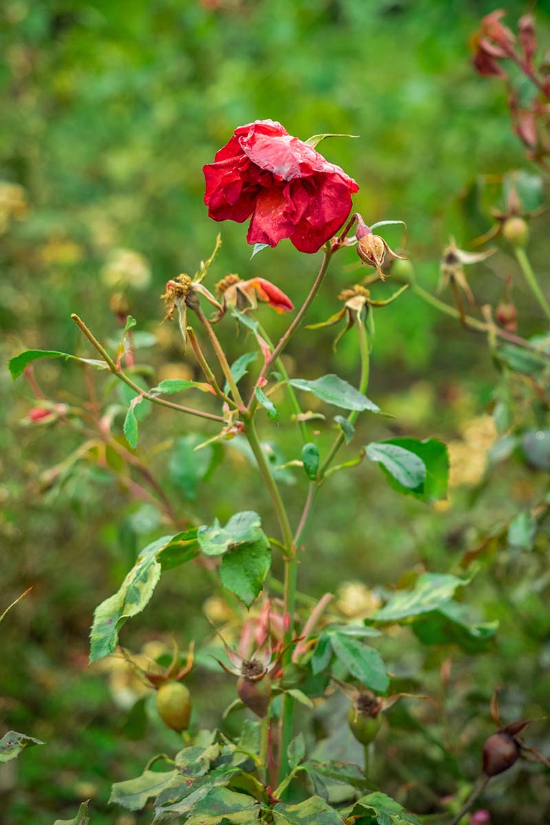 A close up vertical image of a dying rose shrub with a withered flower pictured on a soft focus background.