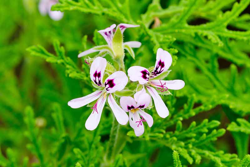 A close up horizontal image of Pelargonium 'Dr. Livingstone' growing in the garden pictured on a soft focus background.