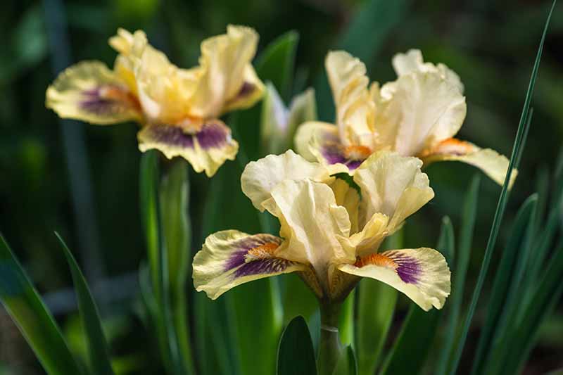 A close up horizontal image of yellow and purple bicolor Miniature Dwarf Bearded iris flowers growing in the garden pictured on a soft focus background.