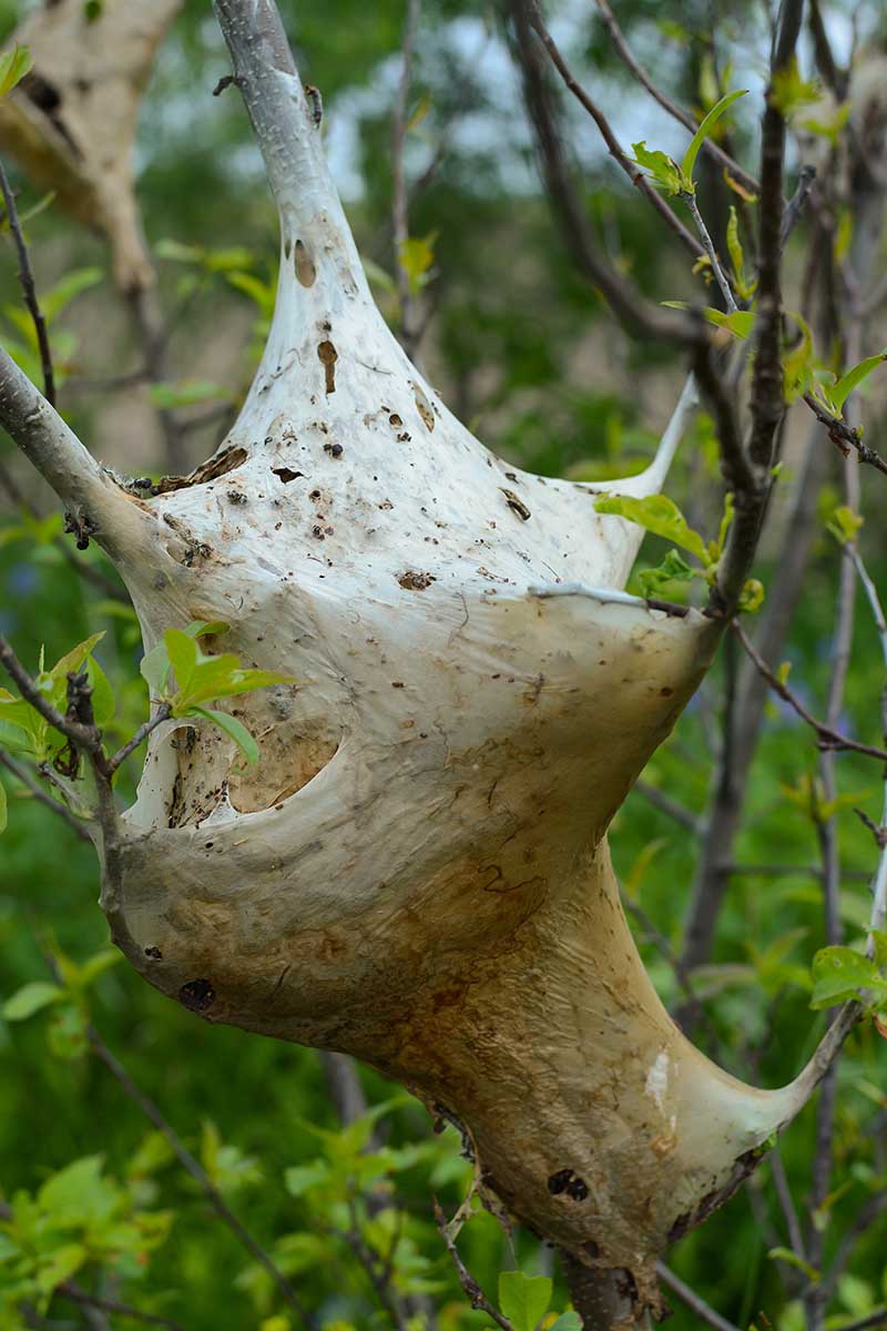 A close up vertical image of a large eastern tent caterpillar nest on a tree.