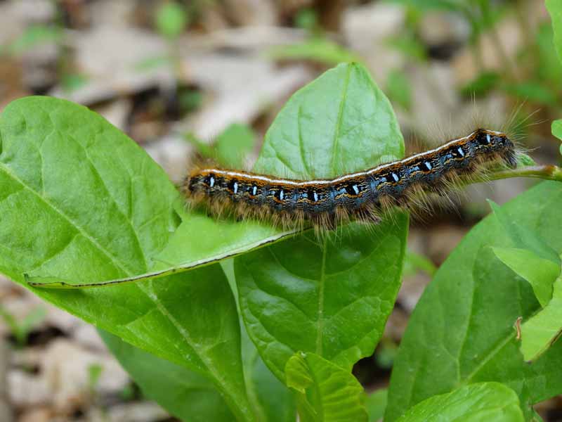 A close up horizontal image of an eastern tent caterpillar with a blue and brown body on bright green foliage.