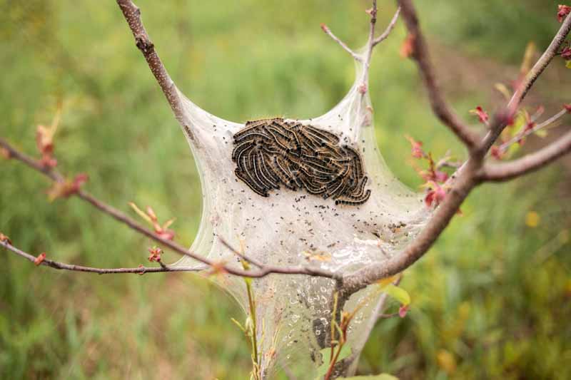 A close up horizontal image of a load of eastern tent caterpillars hanging out on their silky nest that looks like a hammock.