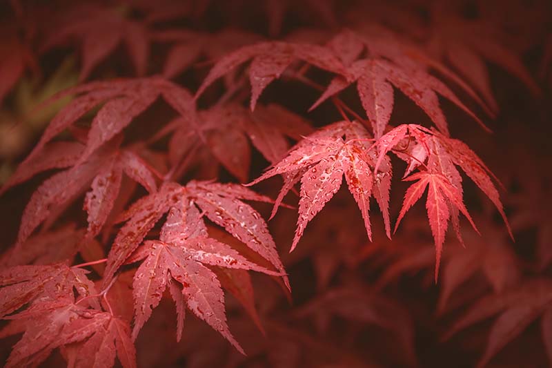 A close up horizontal image of the red fall foliage of 'Emperor One' Japanese maple pictured on a dark background.