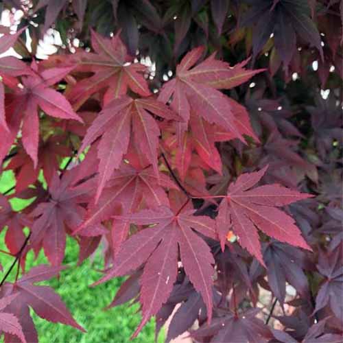 A close up square image of the deep red foliage of Acer 'Emperor One' growing in the garden.