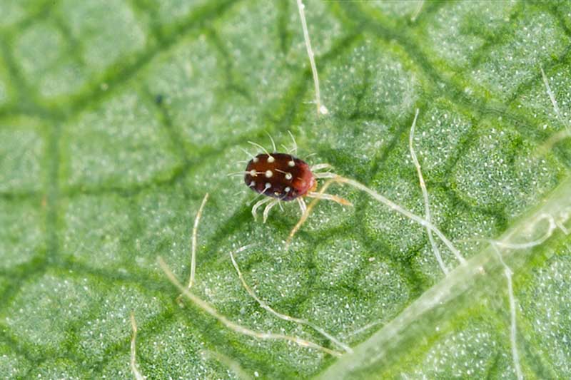 A close up horizontal image of a European spider mite on a leaf. This pest looks ridiculous with large hairs growing out of its back.