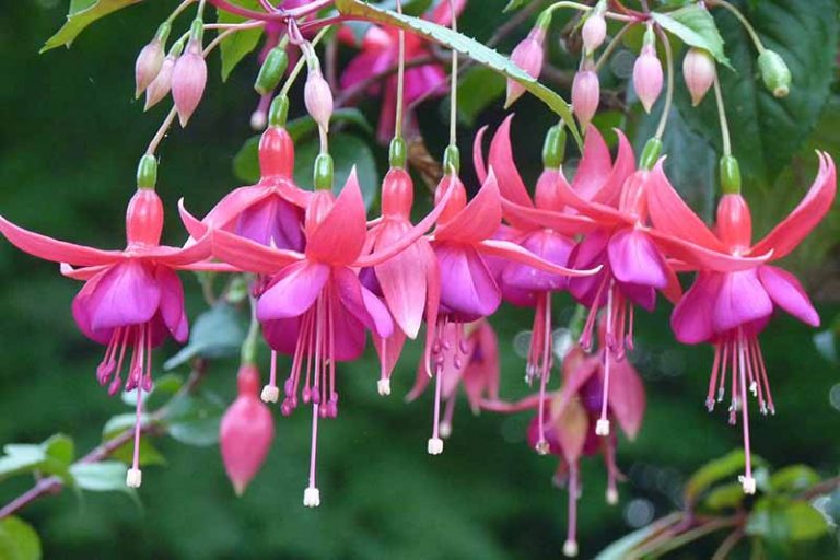 Are Fuchsia Berries, Leaves, and Flowers Edible? | Gardener’s Path