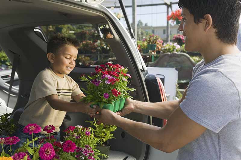 A close up horizontal image of a man passing nursery plants to a young boy in the back of a car.