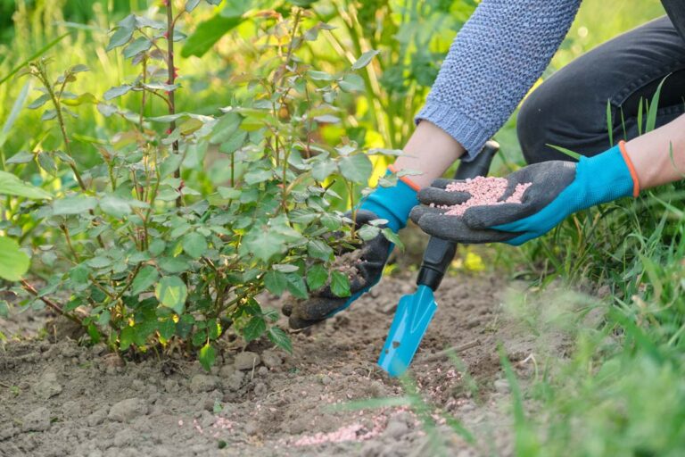 Over Watering Roses 10 Common Causes of Yellow Leaves on Roses | Gardener’s Path