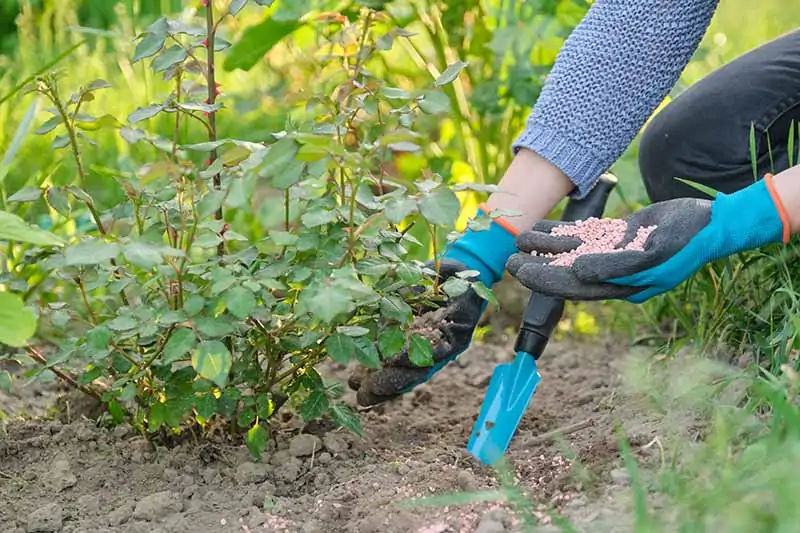 A close up horizontal image of a gardener wearing blue and black gloves applying granular fertilizer to a small rose bush.