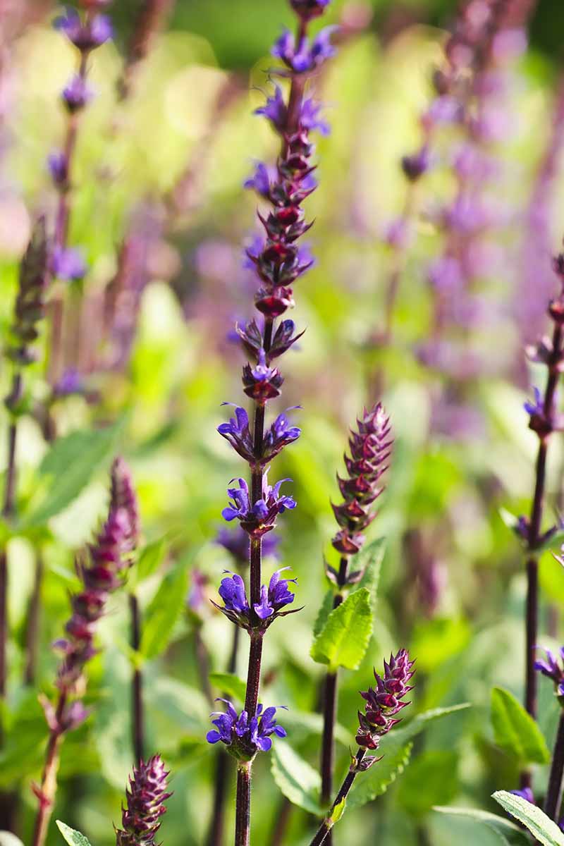 A close up vertical image of the blue flowers of Salvia yangii 'Filigran' growing in the garden pictured on a soft focus background.