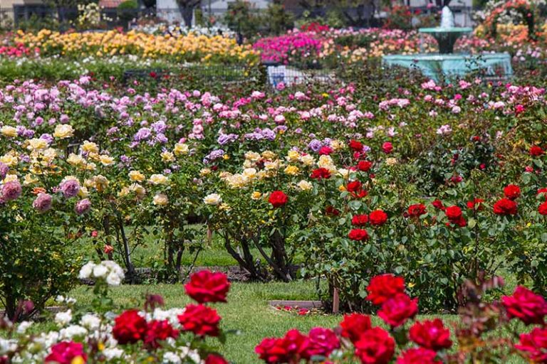 Choose the Best Location to Plant Roses | Gardener’s Path