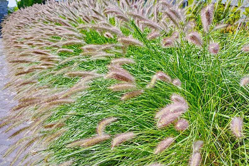 A close up horizontal image of fountain grass used as an edging by the side of a pathway.