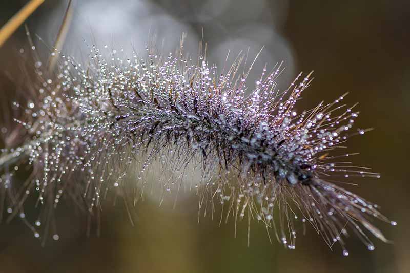 A close up horizontal image of the flower spike of Pennisetum fountain grass pictured on a soft focus background.