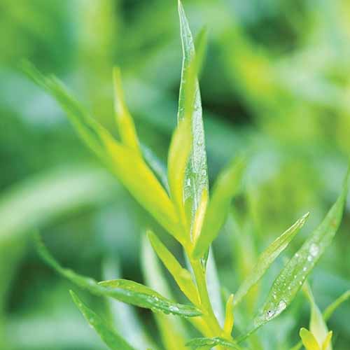 A close up square image of the foliage of tarragon pictured on a soft focus background.