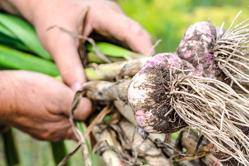 A close up horizontal image of two hands from the left of the frame holding up freshly harvested garlic bulbs with soil still on the roots, pictured on a soft focus background.