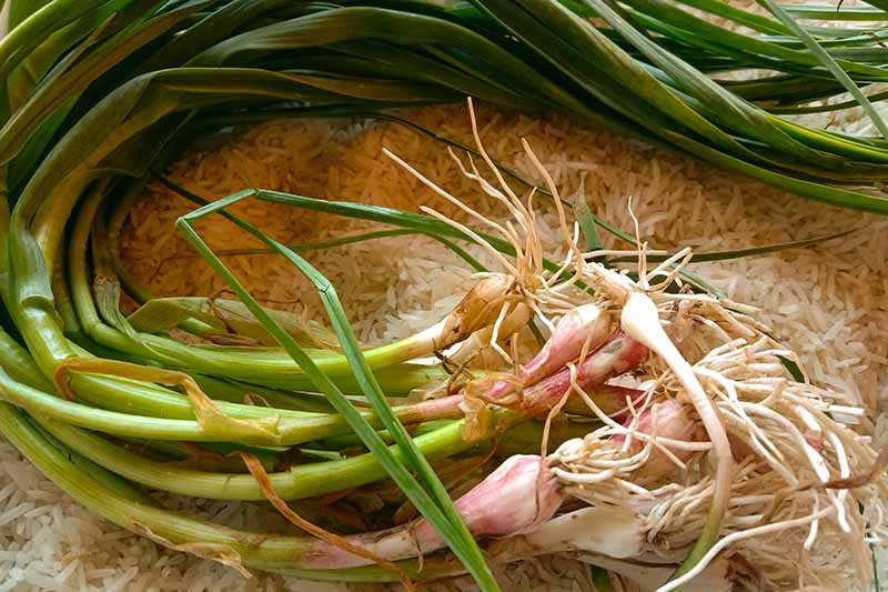 A close up horizontal image of freshly harvested garlic scapes, cleaned and set on a bed of rice.