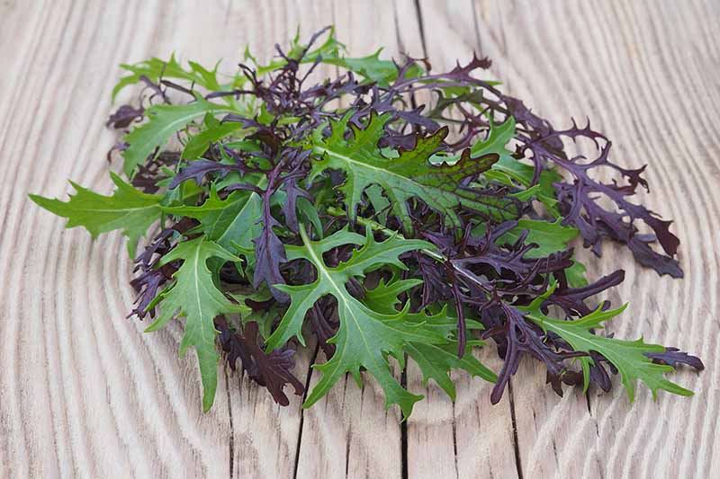 25 Seeds-Seed-crisp and fine! MIZUNA Red-Red Japanese Mustard Lettuce 