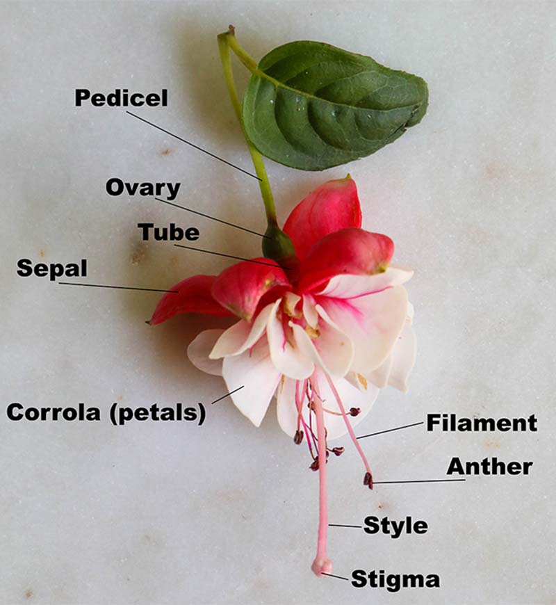 A close up vertical image of the anatomy of a flower with black text labelling the different parts.