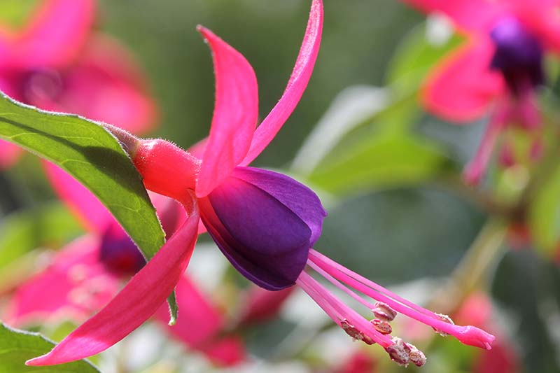 A close up horizontal image of a pink and purple fuchsia flower pictured on a soft focus background.