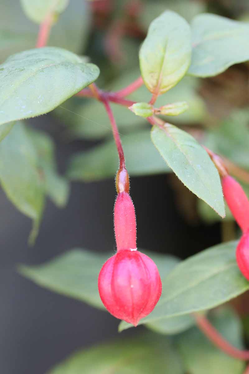A close up vertical image of a fuchsia flower showing the ovary behind the flower bud.