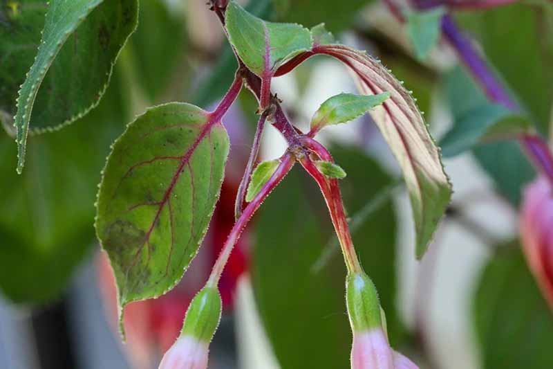 A close up horizontal image of the pedicles of a fuchsia plant with foliage in soft focus in the background.