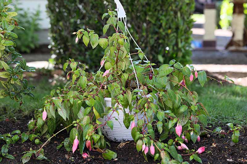 A close up horizontal image of a fuchsia plant in a white hanging basket that is suffering from a fungal disease, set on the ground.