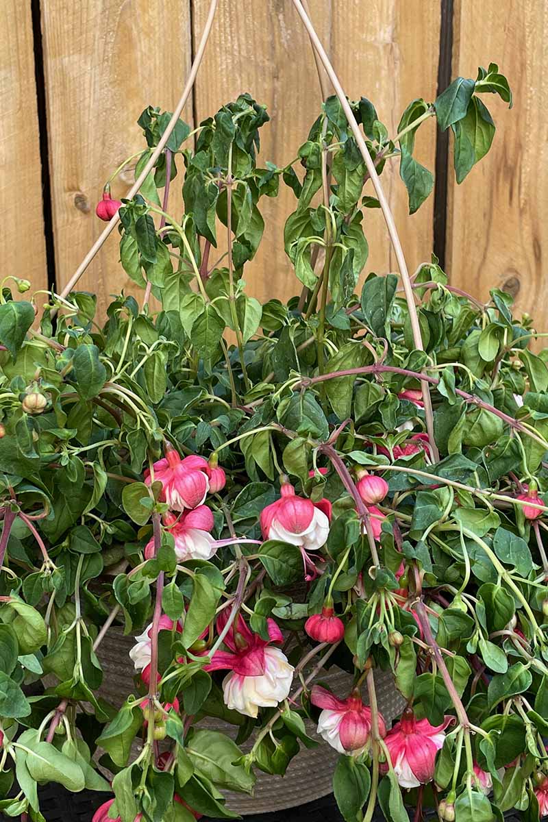 A close up vertical image of a fuchsia plant in a hanging basket that is wilting in hot weather.