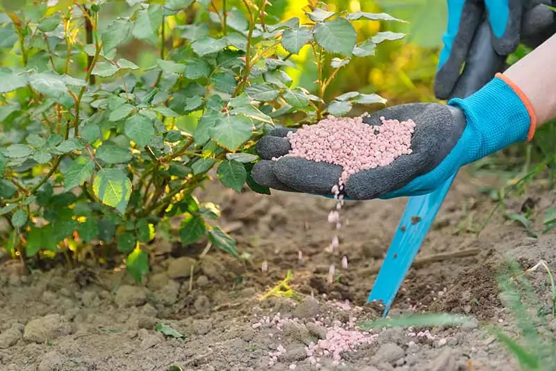 A close up horizontal image of a gardener applying fertilizer to plants in the garden.