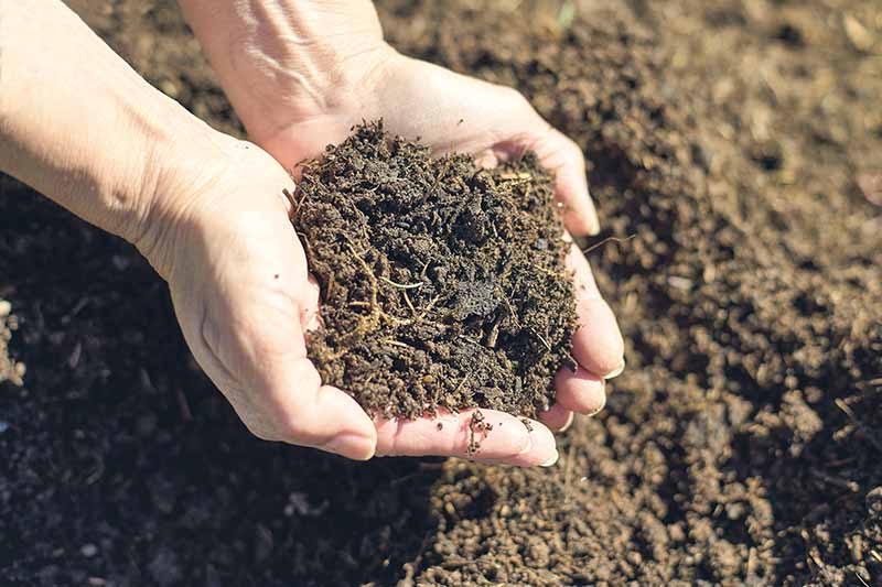 A close up horizontal image of two hands holding well rotted compost pictured in light sunshine.