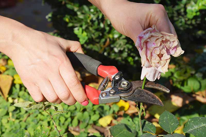 A close up horizontal image of a gardener snipping off a spent flower from a rose bush.