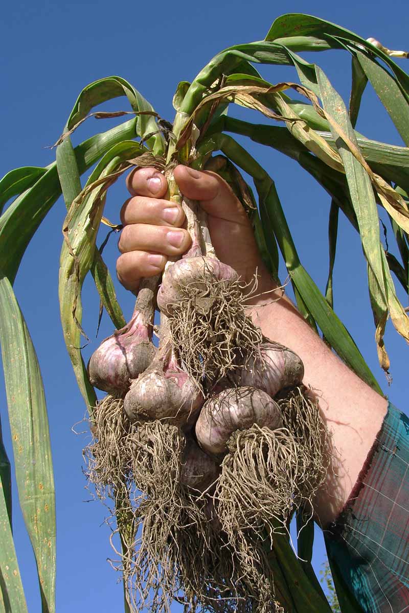 A close up vertical image of a hand from the right of the frame holding up freshly harvested Allium sativum bulbs pictured on a blue sky background.
