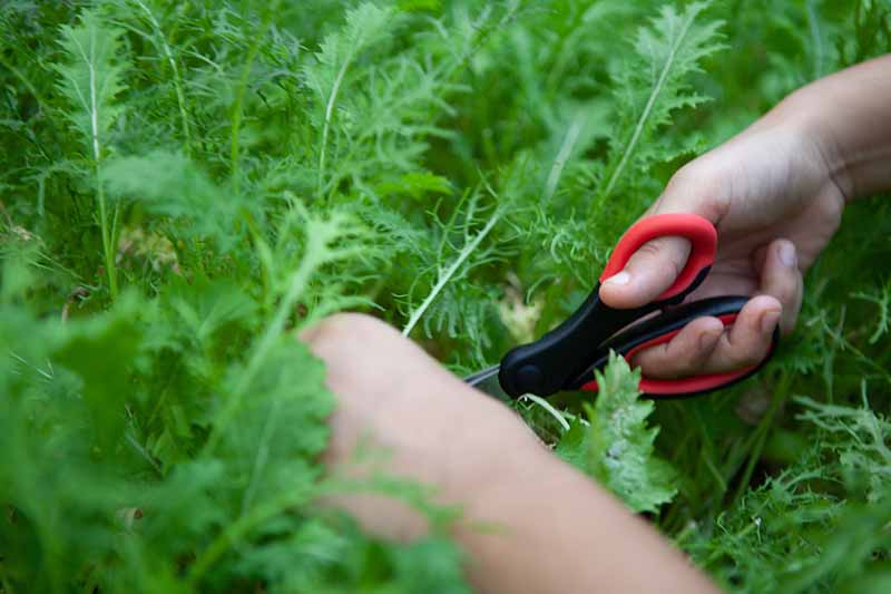 A close up horizontal image of two hands from the right of the frame using a pair of scissors to harvest mustard greens from the garden.