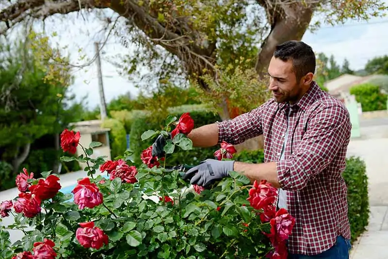A close up horizontal image of a gardener pruning roses growing in a formal garden.