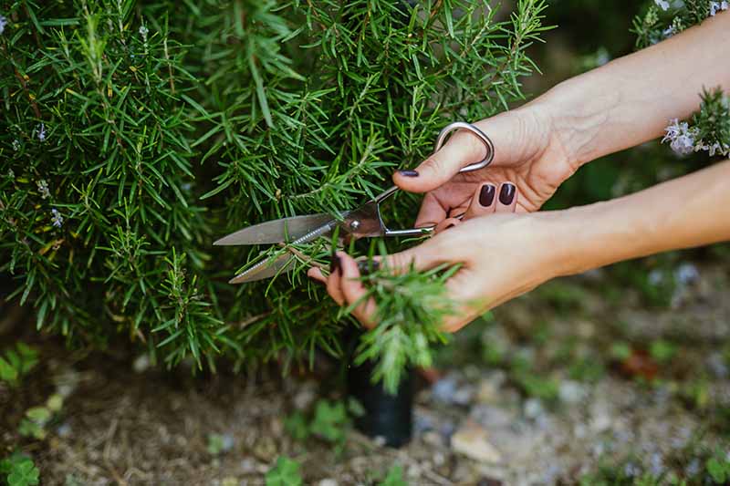A close up horizontal image of a gardener taking a stem cutting from a rosemary plant.